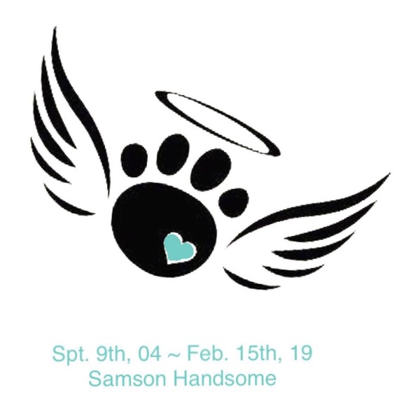 Samson Handsome is in Heaven 🐶💔 I’m Heartbroken - Picture 3 of 8